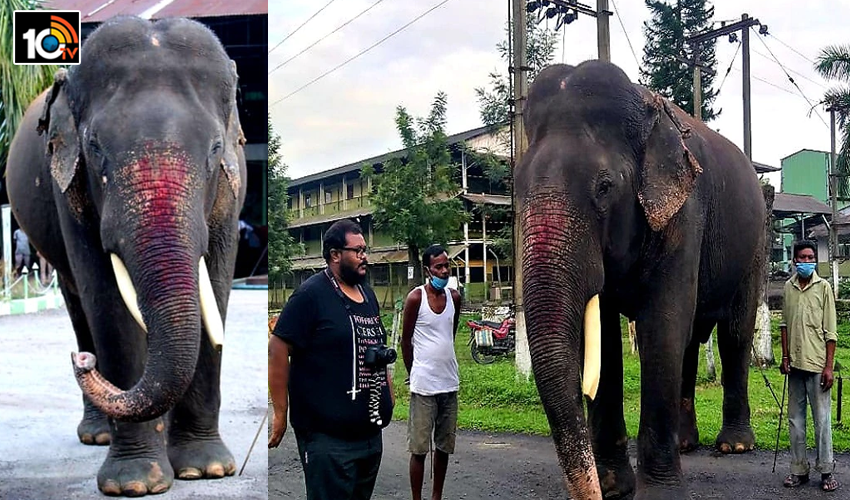 World Elephant Day:ప్రపంచంలోనే వృద్ధ ఏనుగు విశేషాలు..చేసిన పనికి పెన్షన్ తో రాయల్ లైఫ్ World Elephant Day:ప్రపంచంలోనే వృద్ధ ఏనుగు విశేషాలు..చేసిన పనికి పెన్షన్ తో రాయల్ లైఫ్