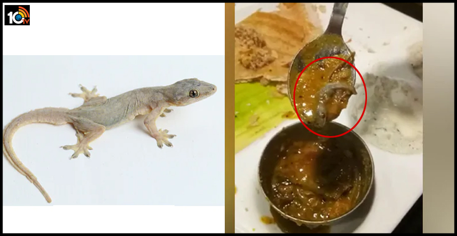 lizard-sambar