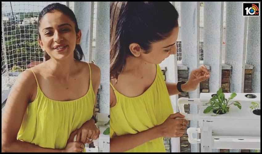 ‘అర్బన్ కిసాన్’.. మా ఇంటి పంట.. సమంత ఛాలెంజ్ పూర్తి చేసిన రకుల్.. ‘అర్బన్ కిసాన్’.. మా ఇంటి పంట.. సమంత ఛాలెంజ్ పూర్తి చేసిన రకుల్..