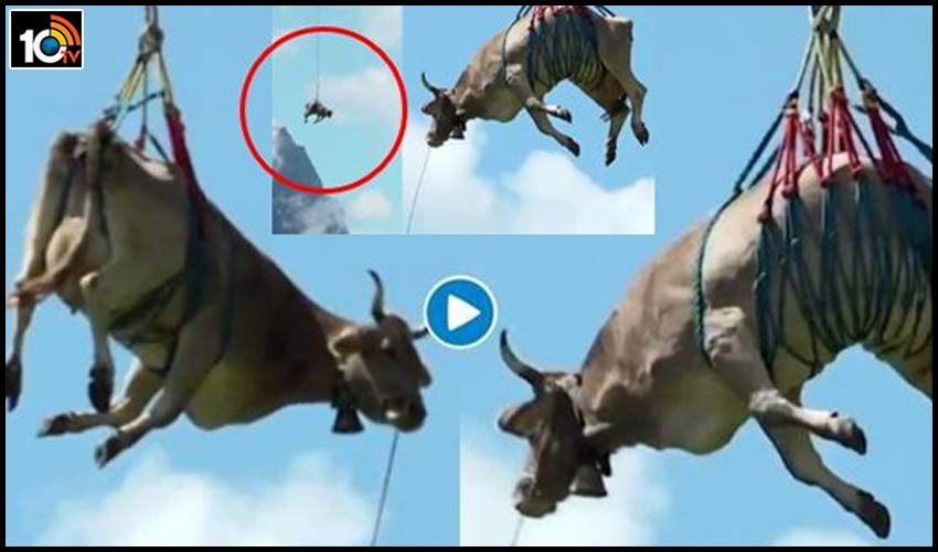 గాయపడిన ఆవును హెలికాప్టర్ లో ఇంటికి తీసుకెళ్లిన యజమాని : వీడియో గాయపడిన ఆవును హెలికాప్టర్ లో ఇంటికి తీసుకెళ్లిన యజమాని : వీడియో