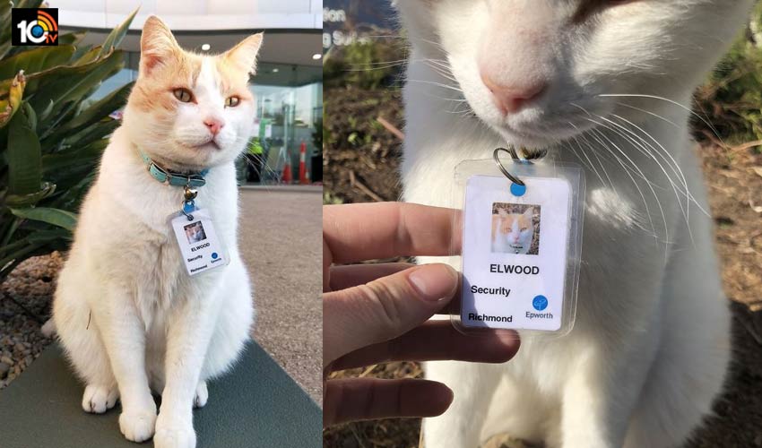 this-cat-got-a-job-in-the-hospital1