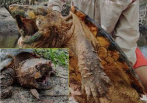 this monster sized alligator snapping turtle is the largest of its kind