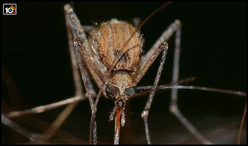 another-chinese-virus-icmr-warns-india-of-cat-que-virus-which-could-spread-disease-in-the-country
