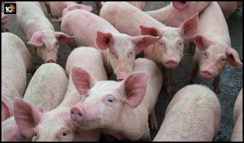 assam-to-cull-12000-pigs-as-african-swine-fever-spreads-2