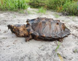 this monster sized alligator snapping turtle is the largest of its kind