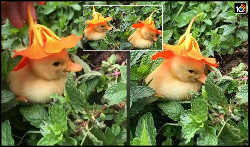 so.. cute : తలపై అందమైన పువ్వుతో బుజ్జి బాతు కునుకు so.. cute : తలపై అందమైన పువ్వుతో బుజ్జి బాతు కునుకు