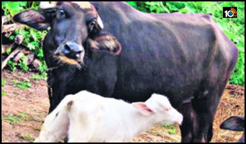 గేదెకు తెల్లటి దూడ పుట్టిందేంటయ్యో..!! ఇదేందో వింతగా ఉందే.. గేదెకు తెల్లటి దూడ పుట్టిందేంటయ్యో..!! ఇదేందో వింతగా ఉందే..