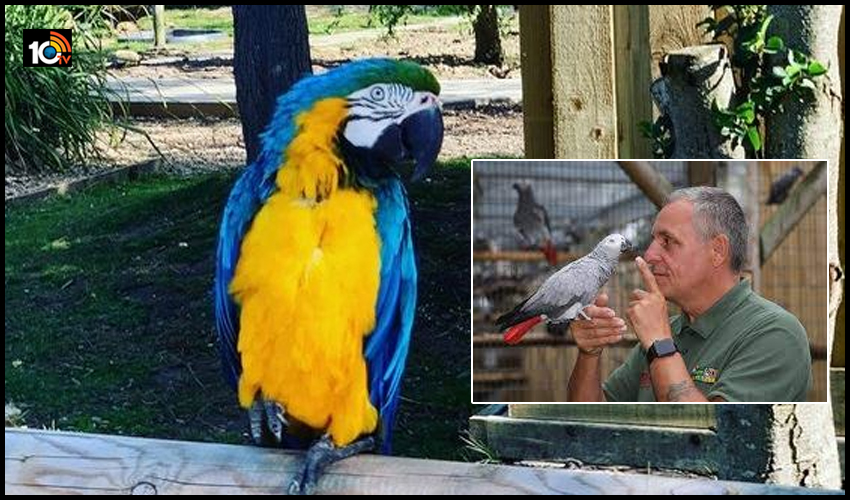 parrots-bad-words-of-their-mouths-in-london-lincolnshire-zoo
