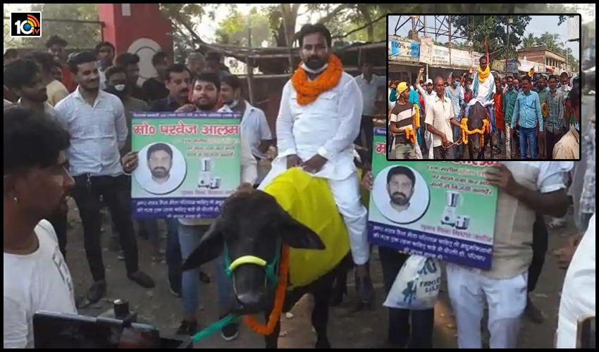గేదెలు ఎక్కి ఎన్నికల ప్రచారం చేసే అభ్యర్ధులపై కేసులు గేదెలు ఎక్కి ఎన్నికల ప్రచారం చేసే అభ్యర్ధులపై కేసులు