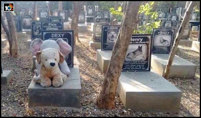 Delhi : పెంపుడు కుక్కల కోసం శ్మశానం..వీధి కుక్కల కోసం అంబులెన్స్ Delhi : పెంపుడు కుక్కల కోసం శ్మశానం..వీధి కుక్కల కోసం అంబులెన్స్