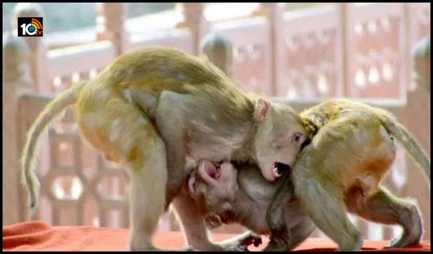 కోతుల ఫైటింగ్..ఇద్దరు మృతి కోతుల ఫైటింగ్..ఇద్దరు మృతి