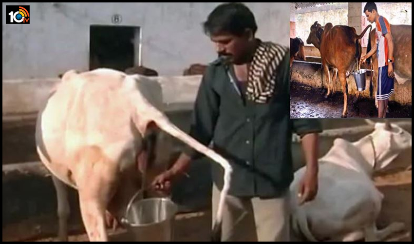అక్కడ ఆవు పాల కంటే ఆవు మూత్రానికే ఎక్కువ రేటు అక్కడ ఆవు పాల కంటే ఆవు మూత్రానికే ఎక్కువ రేటు