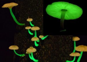Meghalaya mysterious Mushrooms