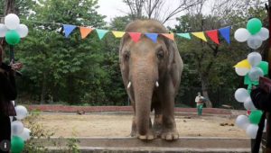 Elephant Farewell Party