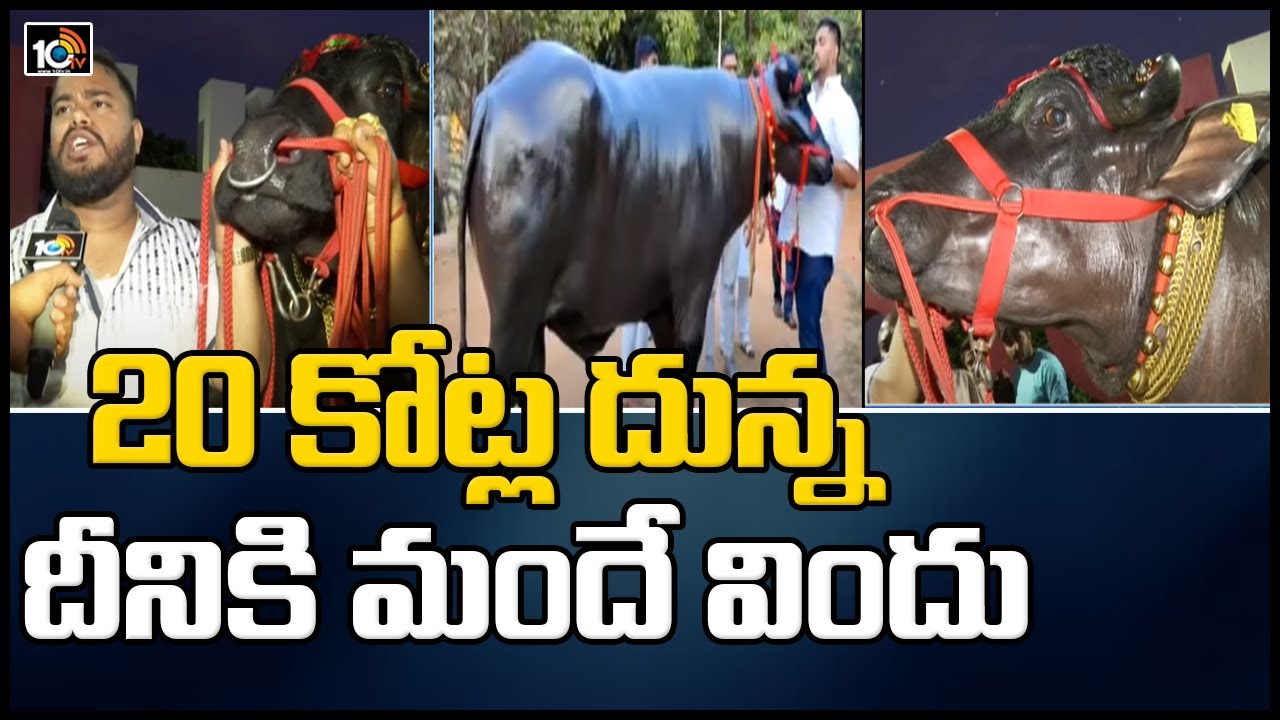 20 కోట్ల దున్న…దీనికి మందే విందు