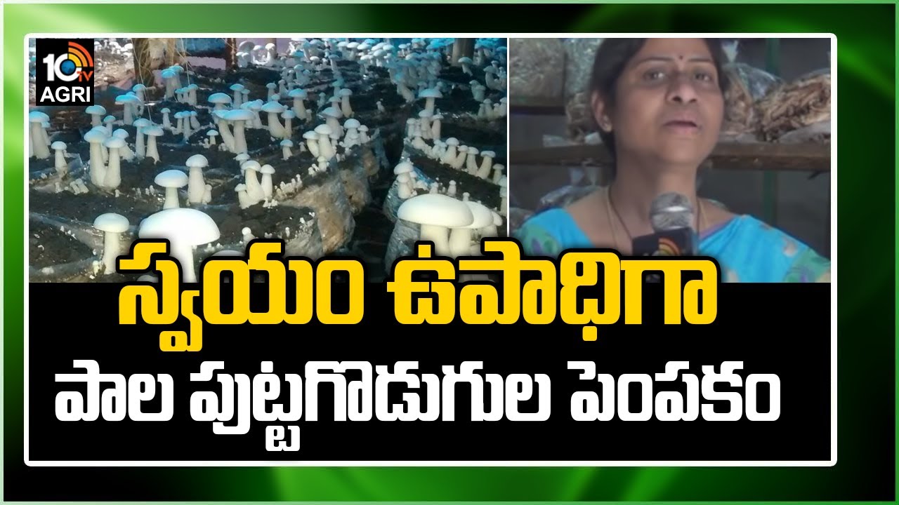 స్వయం ఉపాధిగా పాల పుట్టగొడుగుల పెంపకం