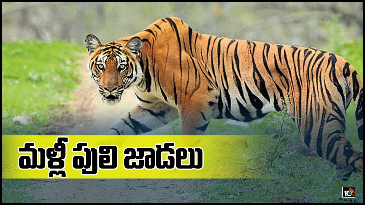 మళ్లీ పులి జాడలు