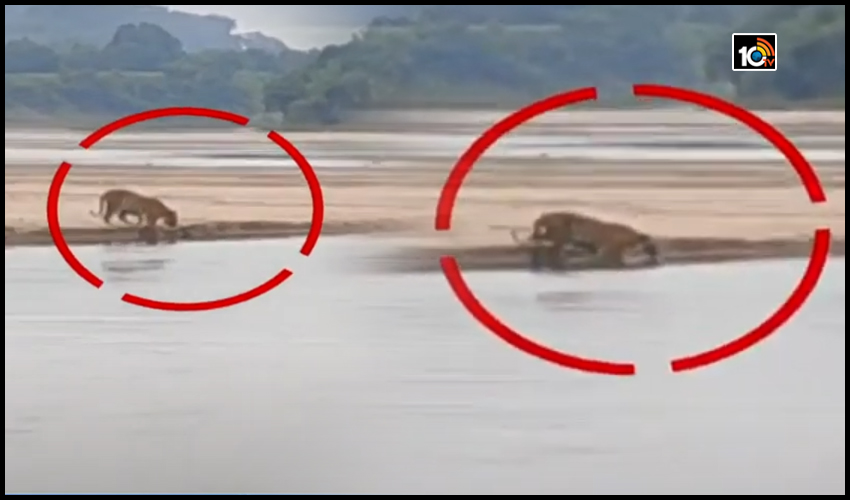 పెద్దవాగు వద్ద పెద్దపులి సంచారం…..వణుకుతున్న ప్రజలు పెద్దవాగు వద్ద పెద్దపులి సంచారం…..వణుకుతున్న ప్రజలు