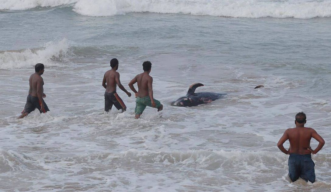 save 100 beached whales