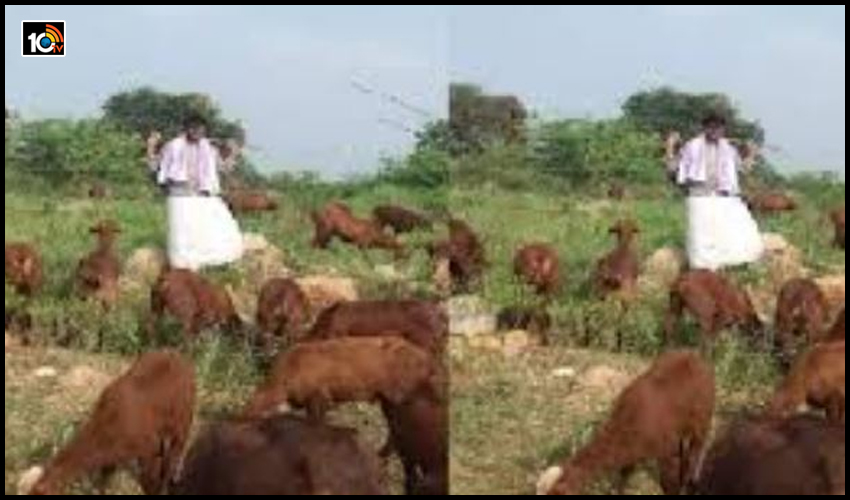 వీధిన పడ్డ గురువు : గొర్రెల్ని కాస్తున్న డిగ్రీ కాలేజీ లెక్చరర్.. వీధిన పడ్డ గురువు : గొర్రెల్ని కాస్తున్న డిగ్రీ కాలేజీ లెక్చరర్..