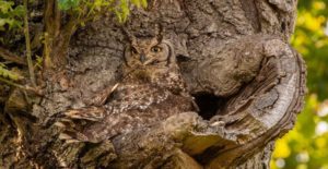 South africa Mother owl