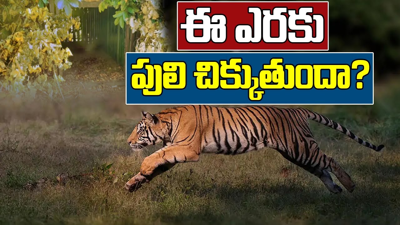 ఈ ఎరకు పులి చిక్కుతుందా?