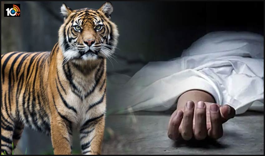 పొలంలో పనిచేస్తున్న బాలికపై దాడి చేసి చంపిన పెద్దపులి పొలంలో పనిచేస్తున్న బాలికపై దాడి చేసి చంపిన పెద్దపులి