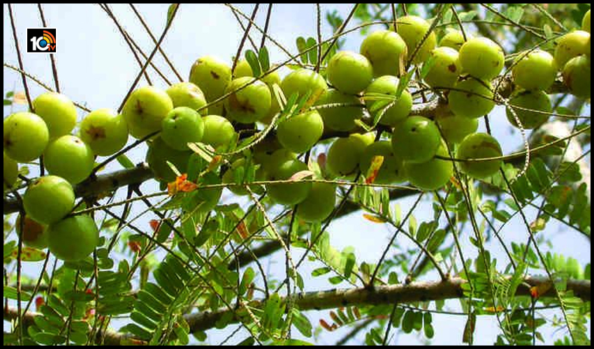 కార్తీకమాసంలో ఉసిరిచెట్టు క్రింద వనభోజనాలు ఎందుకు చేస్తారో తెలుసా……..!! కార్తీకమాసంలో ఉసిరిచెట్టు క్రింద వనభోజనాలు ఎందుకు చేస్తారో తెలుసా……..!!