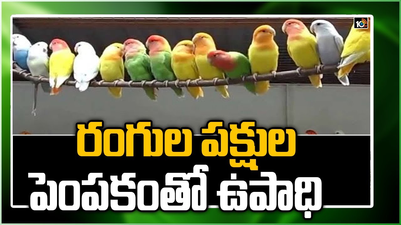 రంగుల పక్షుల పెంపకంతో ఉపాధి