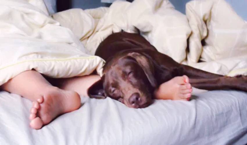 Sleeping with a dog in bed is actually better than sharing one with your partner, says study