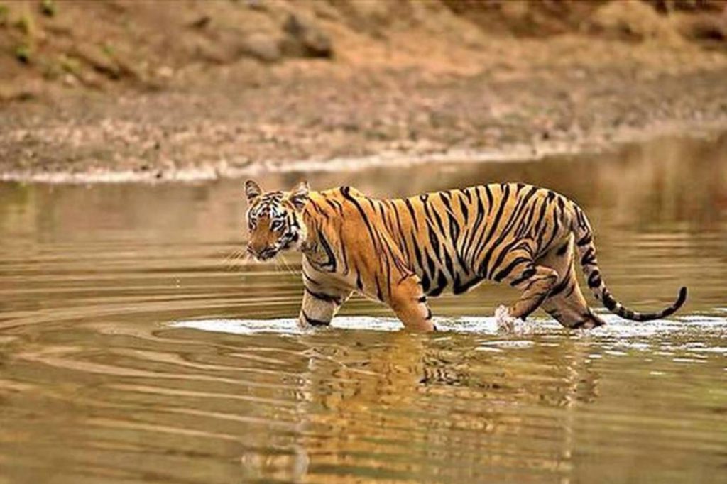 Tigers
