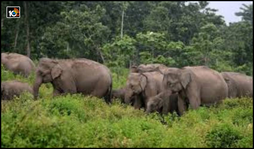 elephants-destroy-crops-in-chittoor-district-once-again1