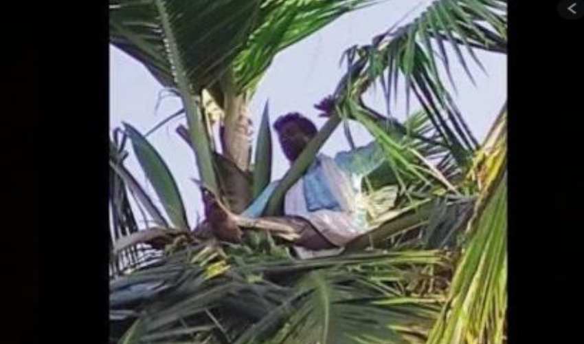 భార్య కోసం 8 గంటలు కొబ్బరి చెట్టు ఎక్కి ఆందోళన భార్య కోసం 8 గంటలు కొబ్బరి చెట్టు ఎక్కి ఆందోళన