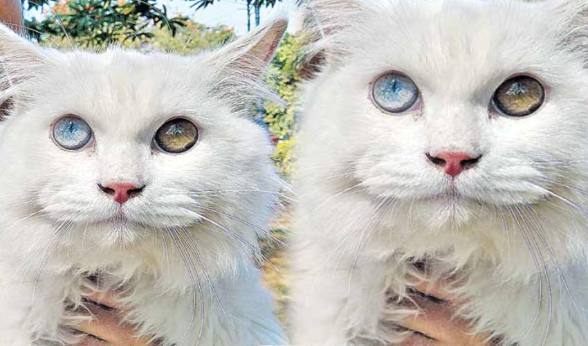 Cat having eyes in different colors,