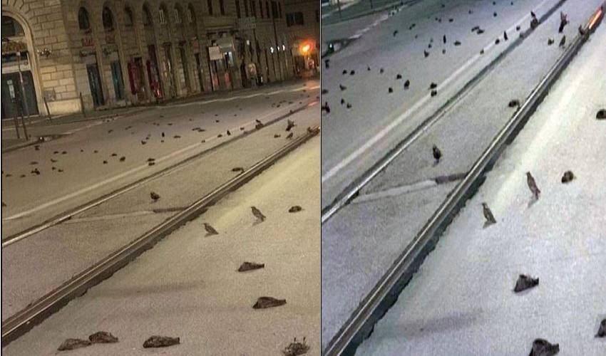 Italy hundreds of birds dead after new years eve (1)