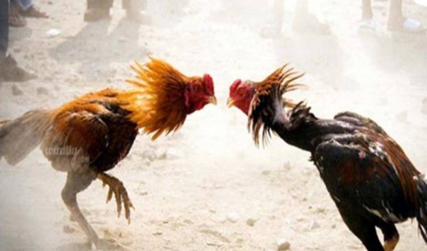 Chicken races are banned in West Godavari