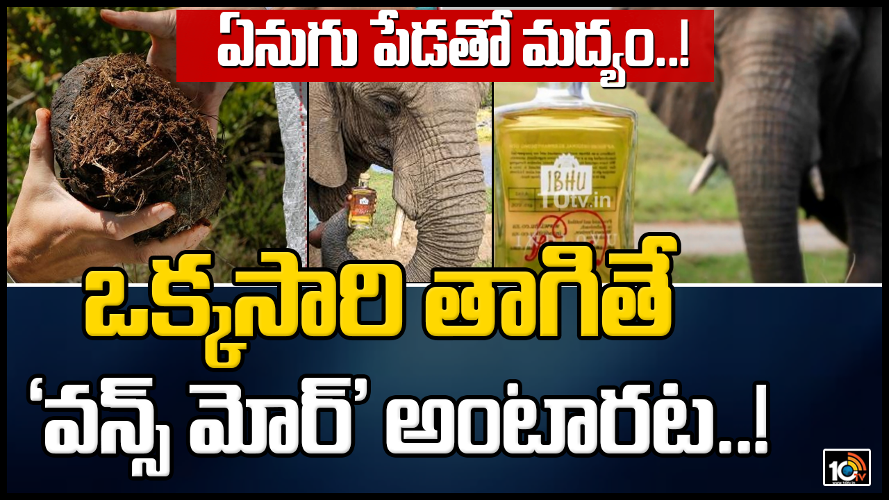 ఏనుగు పేడతో మద్యం..! ఒక్కసారి తాగితే ‘వన్స్ మోర్’ అంటారట..!