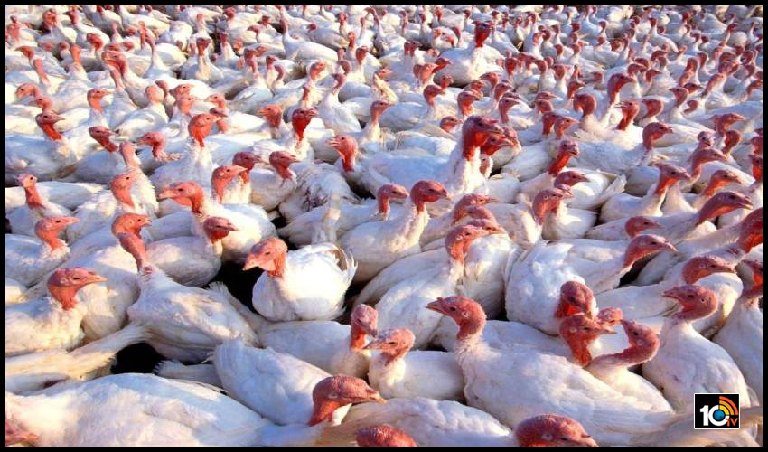 flu-spread-to-states-in-india-poultry-farm