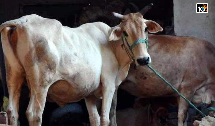ఆవు నోట్లో పేలిన బాంబు…ఆవులేగపై అమానుషం ఆవు నోట్లో పేలిన బాంబు…ఆవులేగపై అమానుషం