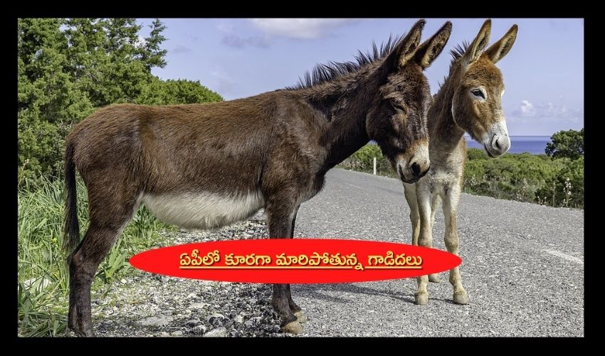ఏపీలో కూరగా మారిపోతున్న గాడిదలు ఏపీలో కూరగా మారిపోతున్న గాడిదలు