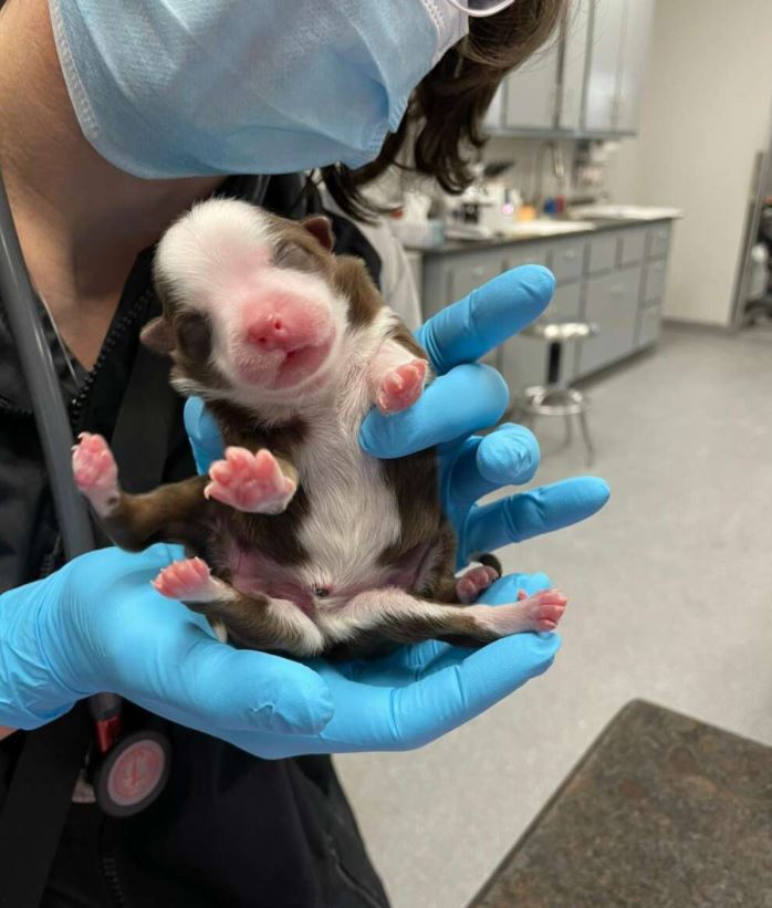 Six-Legged Miracle Puppy Born