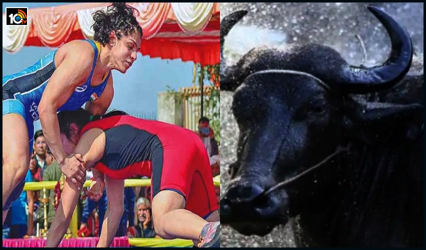 కుస్తీ పోటీల్లో గెలవండి..గేదెను గిఫ్టుగా పొందండీ : నేషనల్ స్థాయిపోటీల్లో వినూత్న ప్రకటన కుస్తీ పోటీల్లో గెలవండి..గేదెను గిఫ్టుగా పొందండీ : నేషనల్ స్థాయిపోటీల్లో వినూత్న ప్రకటన