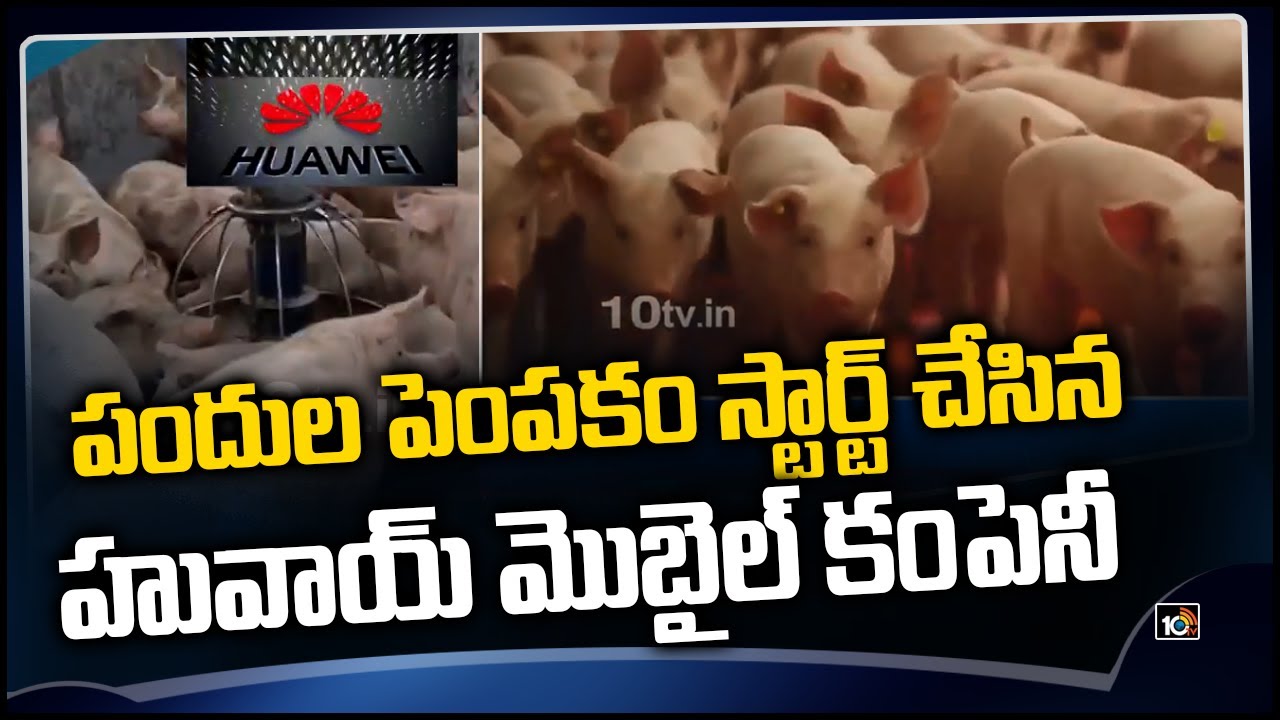 పందుల పెంపకం స్టార్ట్ చేసిన హువాయ్ మొబైల్ కంపెనీ
