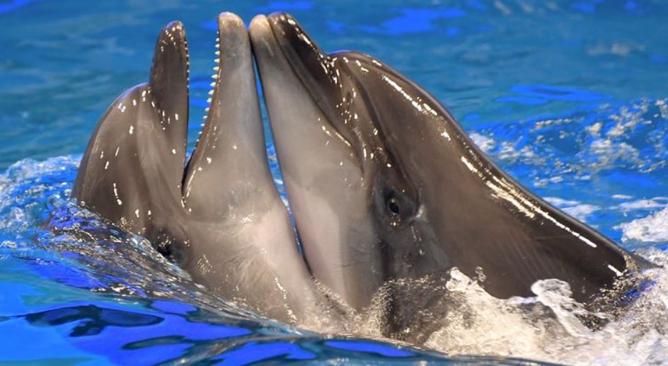 Dolphins have personality traits very similar to humans