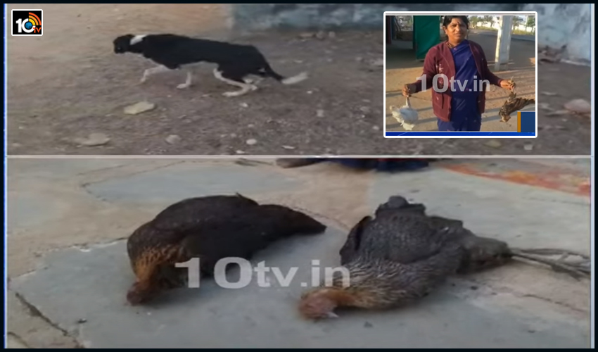 అకస్మాత్తుగా గిలగిలా కొట్టుకుని చనిపోతున్న కోళ్లు, కాకులు, కుక్కలు.. వికారాబాద్లో వింత వ్యాధి కలకలం అకస్మాత్తుగా గిలగిలా కొట్టుకుని చనిపోతున్న కోళ్లు, కాకులు, కుక్కలు.. వికారాబాద్లో వింత వ్యాధి కలకలం