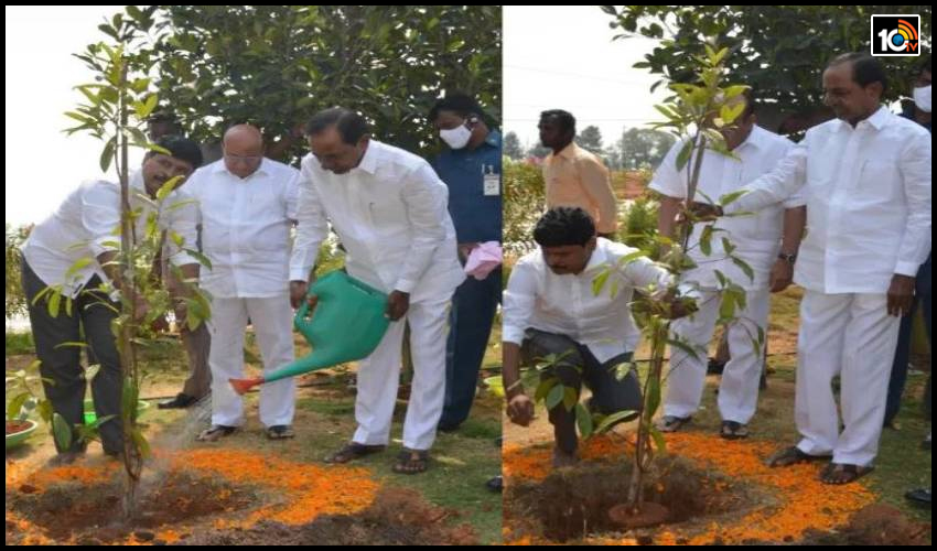పుట్టినరోజు నాడు రుద్రాక్ష మొక్క నాటిన సీఎం కేసీఆర్ పుట్టినరోజు నాడు రుద్రాక్ష మొక్క నాటిన సీఎం కేసీఆర్