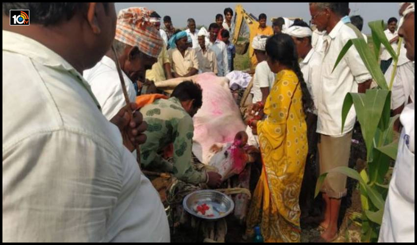ప్రాణంగా చూసుకున్న ఎద్దుకు అంత్యక్రియలు..గుండెలవిసేలా ఏడ్చిన రైతన్న ప్రాణంగా చూసుకున్న ఎద్దుకు అంత్యక్రియలు..గుండెలవిసేలా ఏడ్చిన రైతన్న