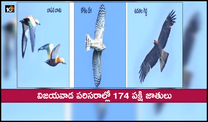 174 Bird Species In The Vicinity Of Vijayawada