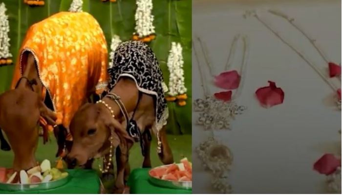 Ahmadabad Cow