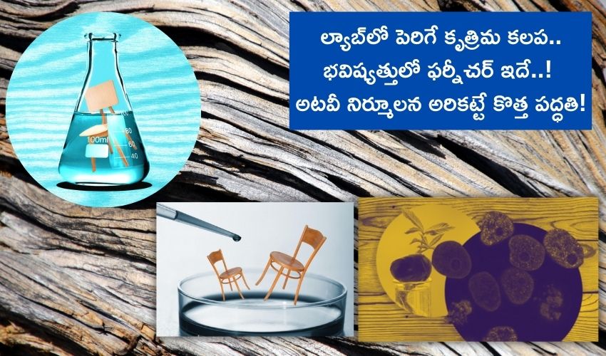 ల్యాబ్లో పెరిగే కృత్రిమ కలప.. భవిష్యత్తులో ఫర్నీచర్ ఇదే..! అటవీ నిర్మూలన అరికట్టే కొత్త పద్ధతి! ల్యాబ్లో పెరిగే కృత్రిమ కలప.. భవిష్యత్తులో ఫర్నీచర్ ఇదే..! అటవీ నిర్మూలన అరికట్టే కొత్త పద్ధతి!